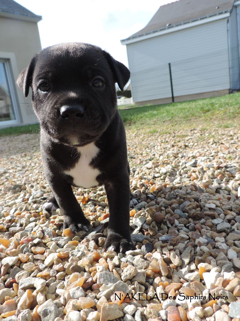 Des Saphirs Noirs - Chiot disponible  - Staffordshire Bull Terrier